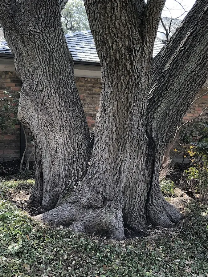 Mature heritage tree close to a Terreton property cared for by certified arborists